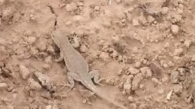 lizard in the desert