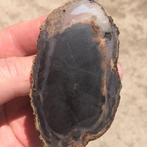 Blue Forest Petrified Wood