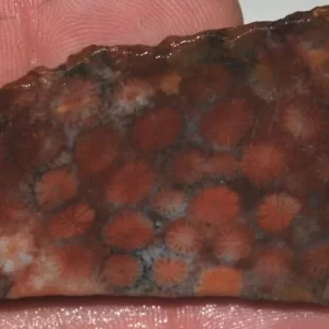 Fossilized Coral