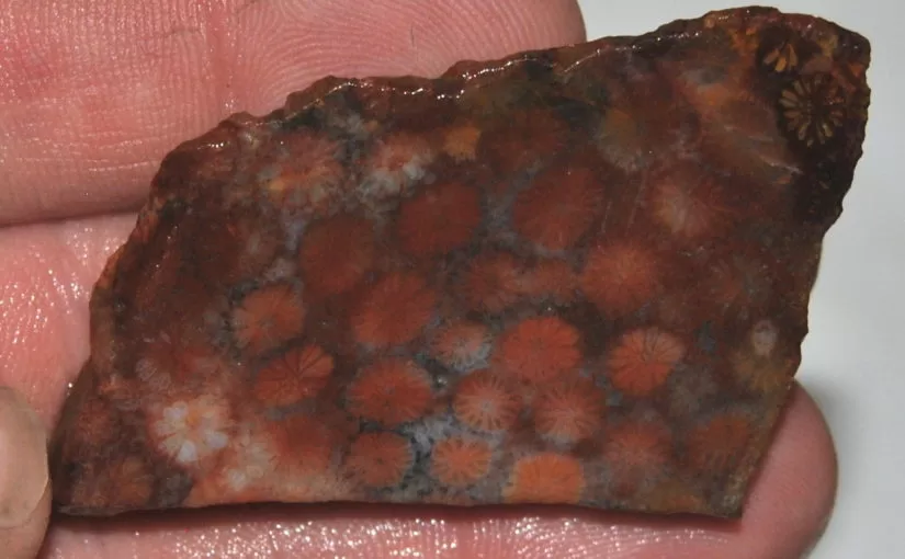 Fossilized Coral