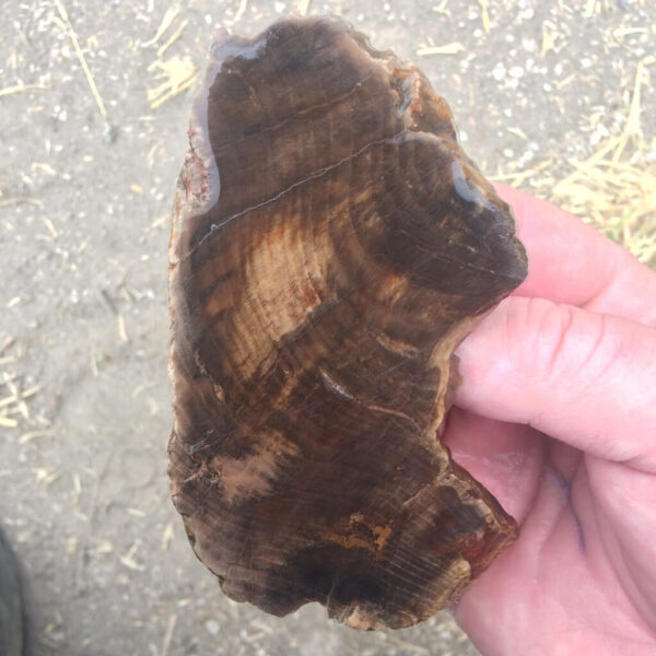 Petrified Wood