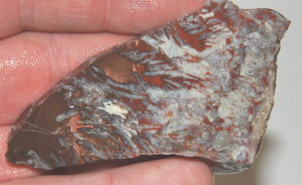 Unknown Jasper