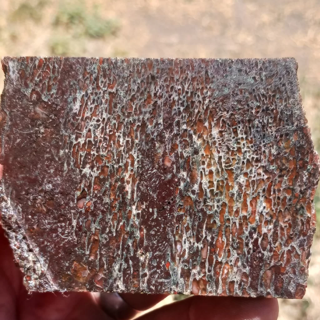 Dinosaur bone cut parallel to the bone cells