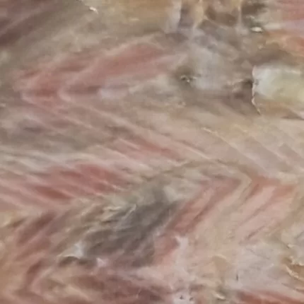 Close-up Opalized Petrified Wood