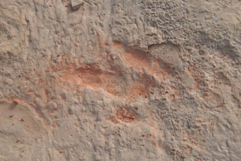 Dinosaur track