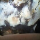 Tiffany Stone (Chalcedony)