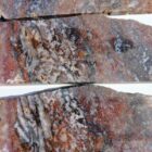 Barrel Cactus Moss Agate Rock #2