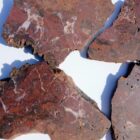 Barrel Cactus Moss Agate #6