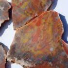 Mustard & Catsup Jasper