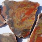Mustard & Catsup Jasper