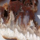 Wendover Plume Agate