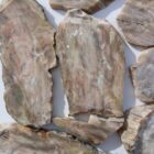 Silver Creek Junction Opalized Petrified Wood