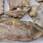 Silver Creek Junction Opalized Petrified Wood