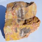 Arizona Petrified Wood