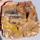 Arizona Petrified Wood