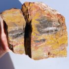 Arizona Petrified Wood