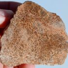 Dinosaur Bone