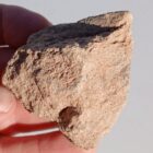 Dinosaur Bone