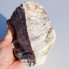 Young Arizona Banded Serpentine