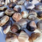 Botswana Agate