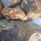 Brianhead Agate