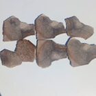 Dinosaur Bone