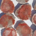 Red Horn Coral