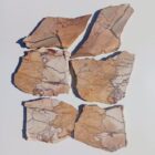 Unknown Jasper