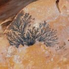 Indian Blanket Jasper Rough