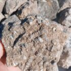 Turritella Agate Rough