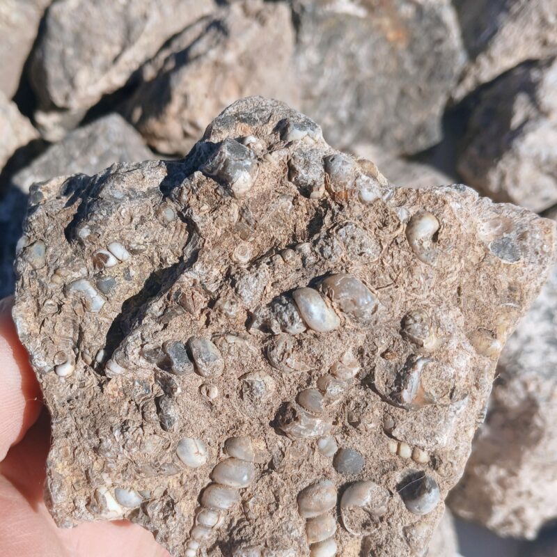 Turritella Agate Rough