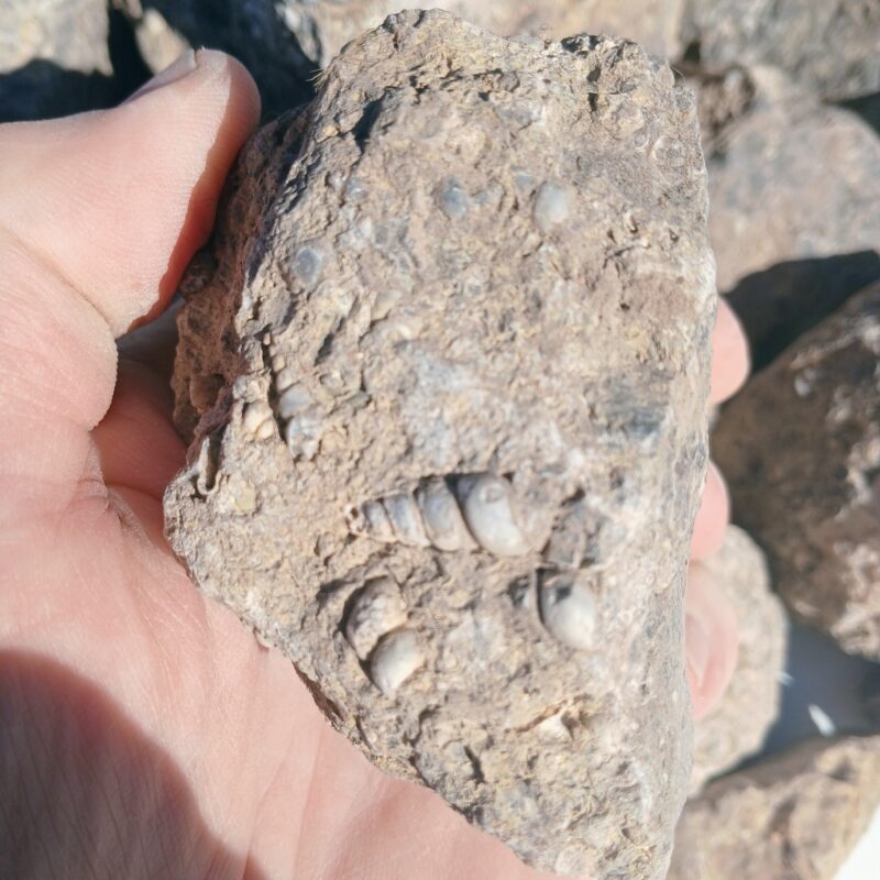 Turritella Agate Rough