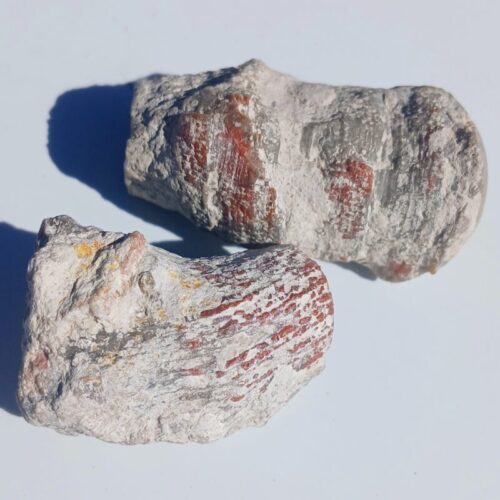 Red Horn Coral Rough