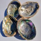 Abalone Shell