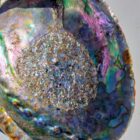 Abalone Shell
