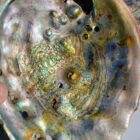 Abalone Shell