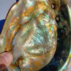 Abalone Shell