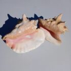 Conch Shell