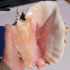 Conch Shell