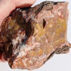 Mustard & Ketchup Jasper Rough