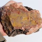 Mustard & Ketchup Jasper Rough