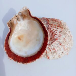Shells & Coral