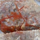Coprolite