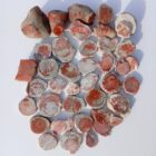 Red Horn Coral