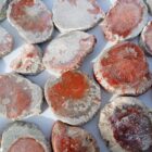 Red Horn Coral