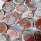 Red Horn Coral