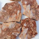 Petrified Wood