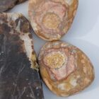 Petrified Wood