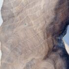 Petrified Wood