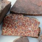 Dinosaur Bone